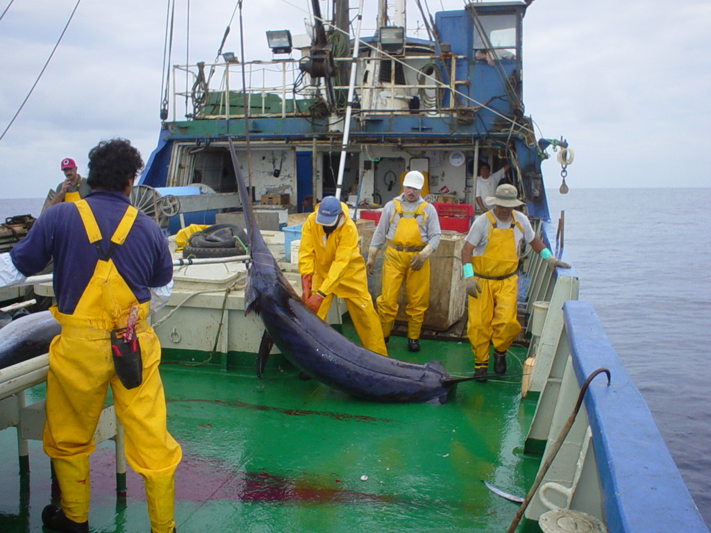 A swordfish just hoisted onto the vessel's deck