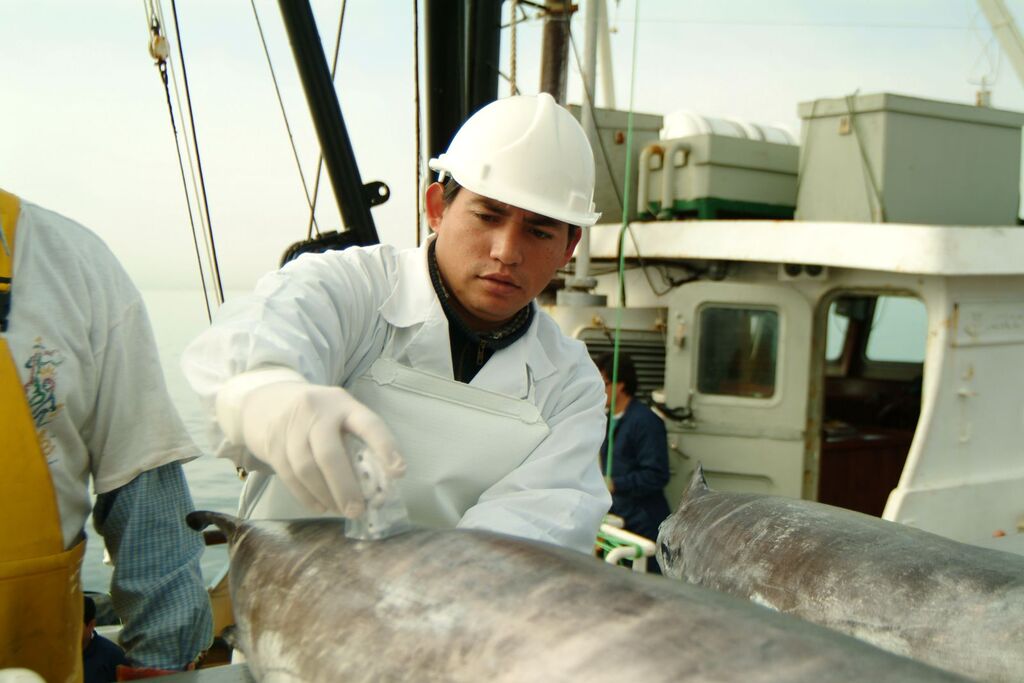 Worker checking swordfish quality on board