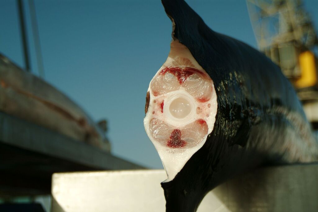 Cross-section of a swordfish loin