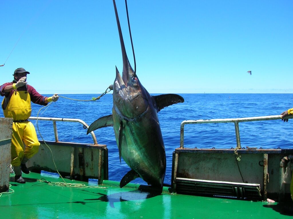 A swordfish being hoisted aboard on the high seas